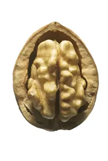 White Background Walnuts Impressions: Walnuts In shell