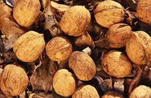 Edible Nuts Impressions: Walnuts - on soil