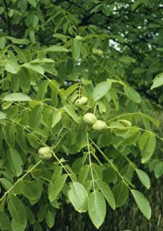Close Up Walnuts Impressions: Walnuts on Walnut Tree