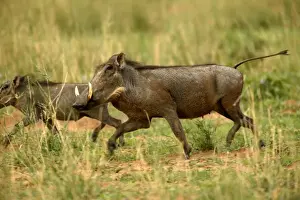 Namibian Wildlife Images Impressions: Warthog Namibia