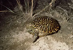 Wildlife Prints Impressions: Western Box Turtle