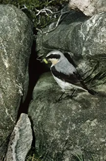 Oenanthe Oenanthe Species Impressions: Wheatear