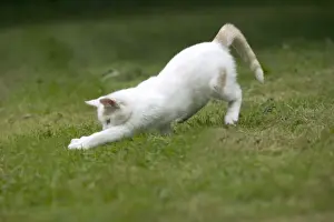 Animal Lover Gifts Online Impressions: White Cat - pouncing
