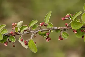 United Kingdom Flora Impressions: A wild cotoneaster (Cotoneaster integerrimus). Extremely rare in UK