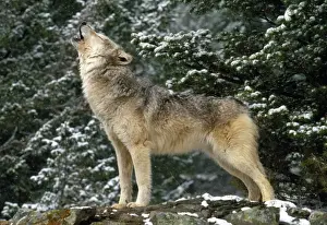 Snowy Wildlife Scene Impressions: Wolf - howling