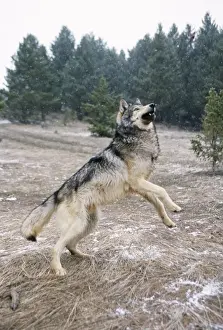 Grey Wolf In Snow Impressions: Wolf - leaping