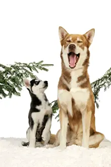 Arctic Dog Breeds Impressions: x-default