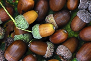 British Woodland Scenery Impressions: Acorns