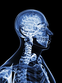Human Brain Illustration Impressions: Active brain, artwork