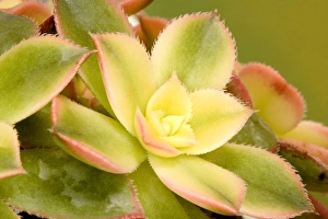 Aeonium kiwi