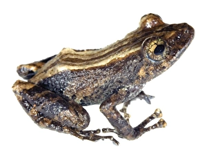 Ecuadorian Rainforest Animals Impressions: Amazon robber frog