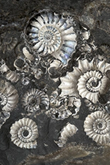 Ammonite Fossils Impressions: Ammonite Assemblage