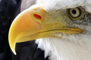 Animaux Impressions: L'aigle à tête chauve