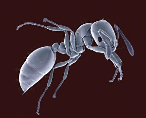 Compound Eye Structure Impressions: Ant, SEM