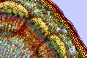 Images datées de 2015: Tronc d'apple sous microscope à lumière faible