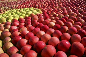 Images datées de 2007 juin: Apples