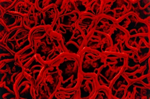 Blood Vessel Anatomy Impressions: Artwork based on SEM of microcapillary network