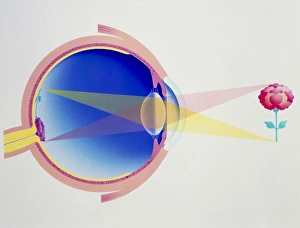 Human Eye Structure Impressions: Artwork of eye in section demonstrating vision