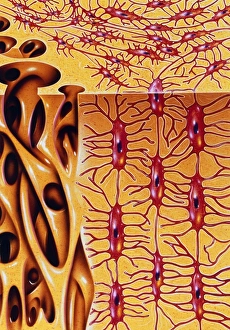 Images datées de 1995: L'art de la micro structure du os humain