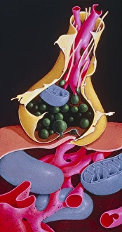 Images datées de 1995: L'œuvre d'un point de synthèse nerfique