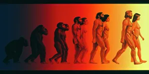 Lœuvre dart des stades de lévolution humaine.