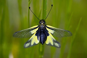Dragonflies In Europe Impressions: Ascalaphid