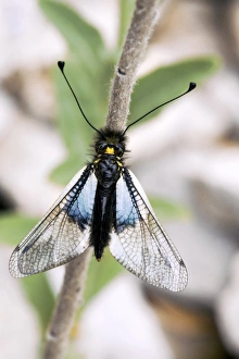 Lascalabe ottonien