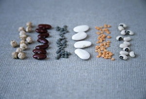 Dry Legumes Impressions: Assorted beans and pulses
