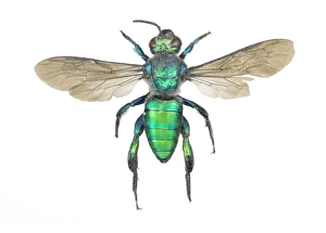 Images datées de 2011 octobre: Mégaire à la sueur d'Augochlorella