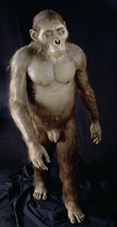 Australopithecus Afarensis Impressions: Australopithecus afarensis