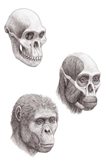 Ancient Human Species Impressions: Australopithecus africanus