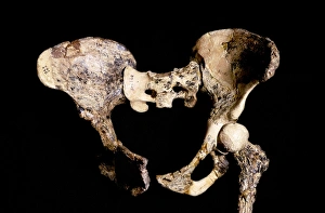 Human Evolutionary Tree Impressions: Australopithecus africanus pelvis, STS-14 C015 / 6919