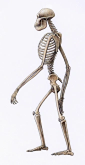 Impressions de Un squelette d'Australopithecus africanus, impression artistique Afiné africain était un hominide bipède qui a vécu entre 3,5 et 2 millions d'années Images datées de 2006 juin: Os du Australopithecus africain