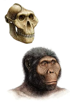 Ancient Human Ancestor Impressions: Australopithecus boisei