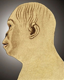 Reconstitution dAustralopithèque