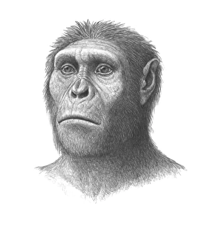 Impressions de Australopithecus sediba. Artwork of the head of a juvenile male Australopithecus sediba hominid, which lived in Southern Africa around 1.8 million years ago Images datées de 2010 juin: La tête d'Australopithèque de Sediba