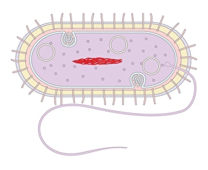 Bacterial Cell Structure Impressions: Bacterial cell structure, artwork