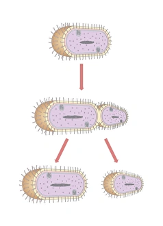 Binary Fission Process Impressions: Bacterial replication, artwork