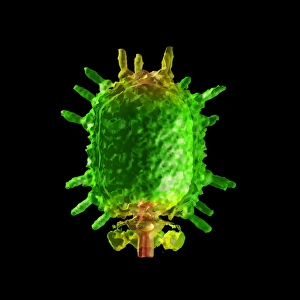 Images datées du 3 mars 2008: Le phage à bactéries φ29, modèle informatique