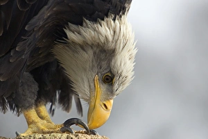 Eagle Species Impressions: Bald eagle