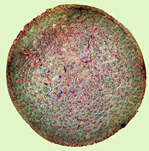 Polarised Light Microscopy Images Impressions: Bamboo stem, light micrograph