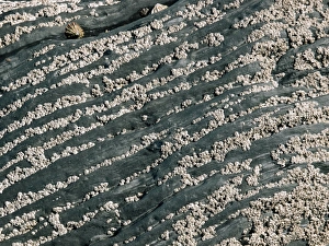 Low Tide Coastal Scenery Impressions: Barnacles on rocks