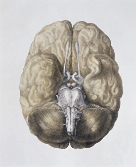 Central Nervous System Impressions: Base of the brain