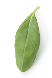 Aromatic Plants Impressions: Basil leaf