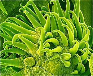 Scanning Electron Microscopy Plant Cells Impressions: Bedstraw stem, SEM