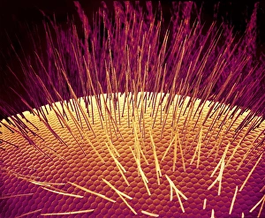 Insect Compound Eyes Impressions: Bee eye, SEM