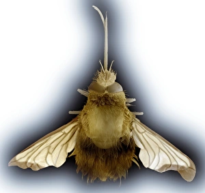 Insect Scanning Electron Microscopy Impressions: Bee hawk moth, SEM