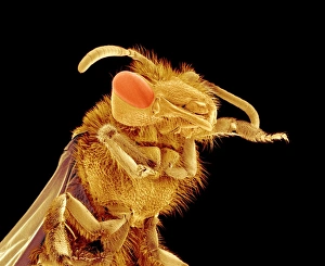 Coloured SEM Images Impressions: Bee, SEM