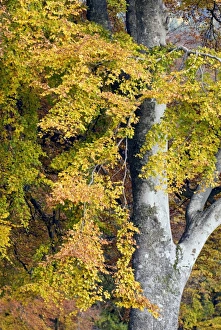 Beech Foliage Impressions: Beech foliage