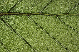 Beech Tree Leaves Impressions: Beech leaf